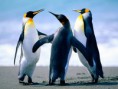 /album/fotogaleria/penguins-jpg/